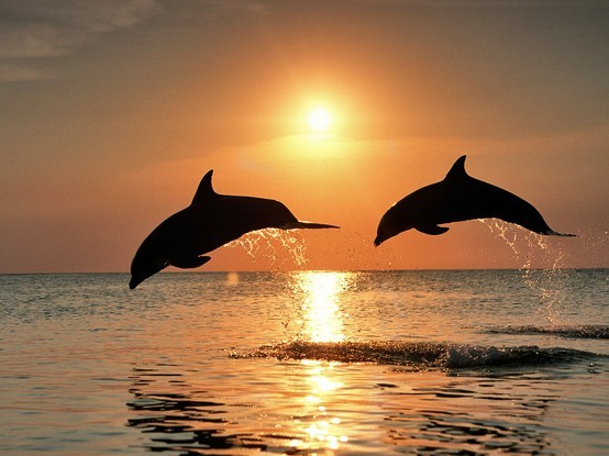 Photo:  Dolphins