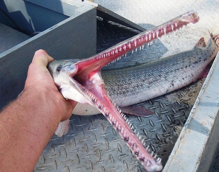 pftw river monster