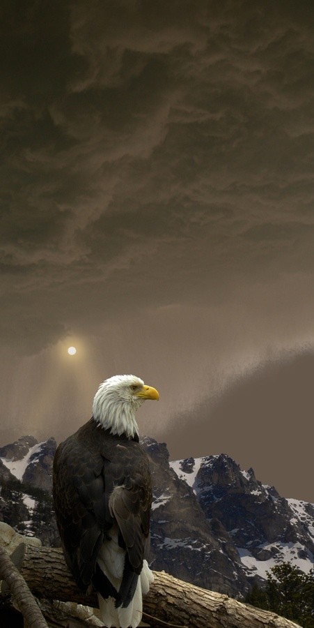 Photo:  Eagle