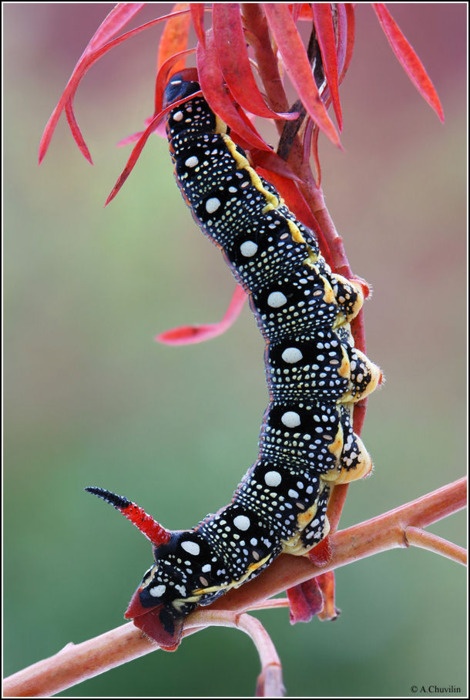 PFTW: caterpillar