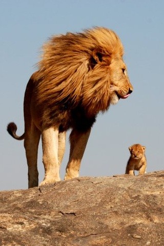 Photo:  Lion