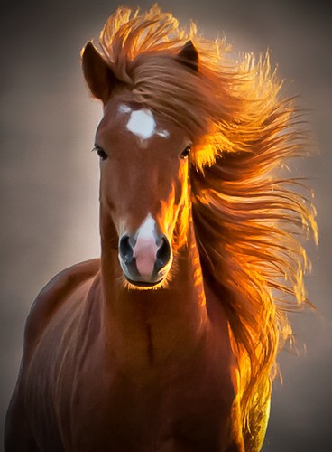 Photo:  horse