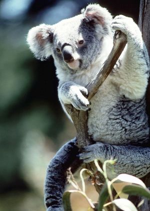 Photo:  koala