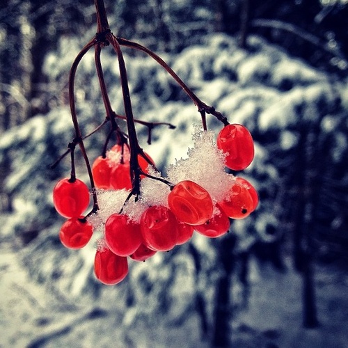Photo:  winter