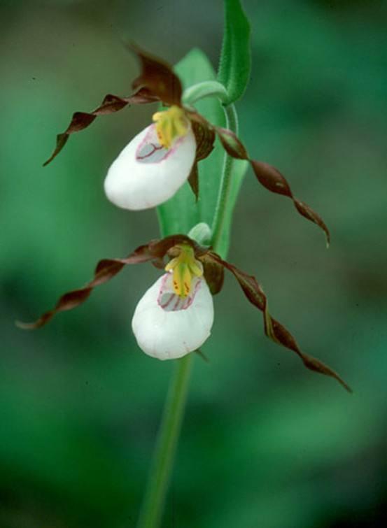 groundhog day zizek showy slipper orchid 28 images 17 best images about groundhog day zizek showy slipper orchid 28 images 17 best images about