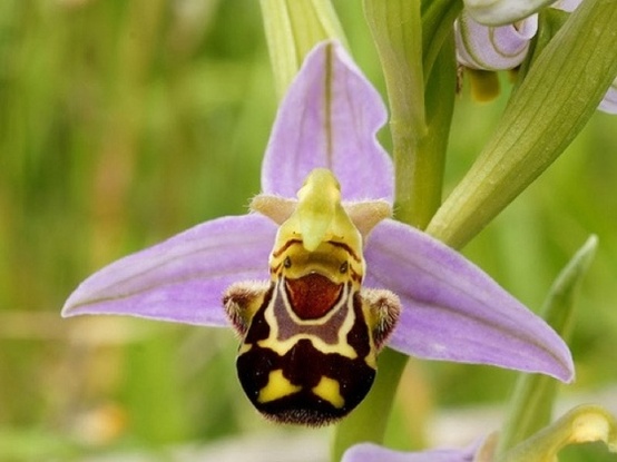 happy%20flower%20%28bee%20orchid%29%20.jpg