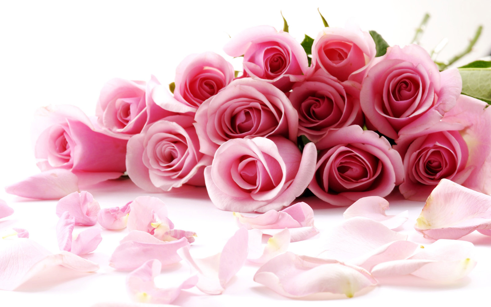 Photo:  amazing-pink-rose-flowers-wallpaper