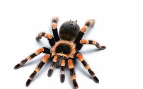 Photos of Spider